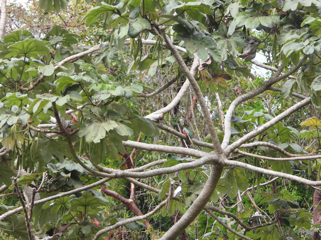 Elegant Trogon - ML552712431