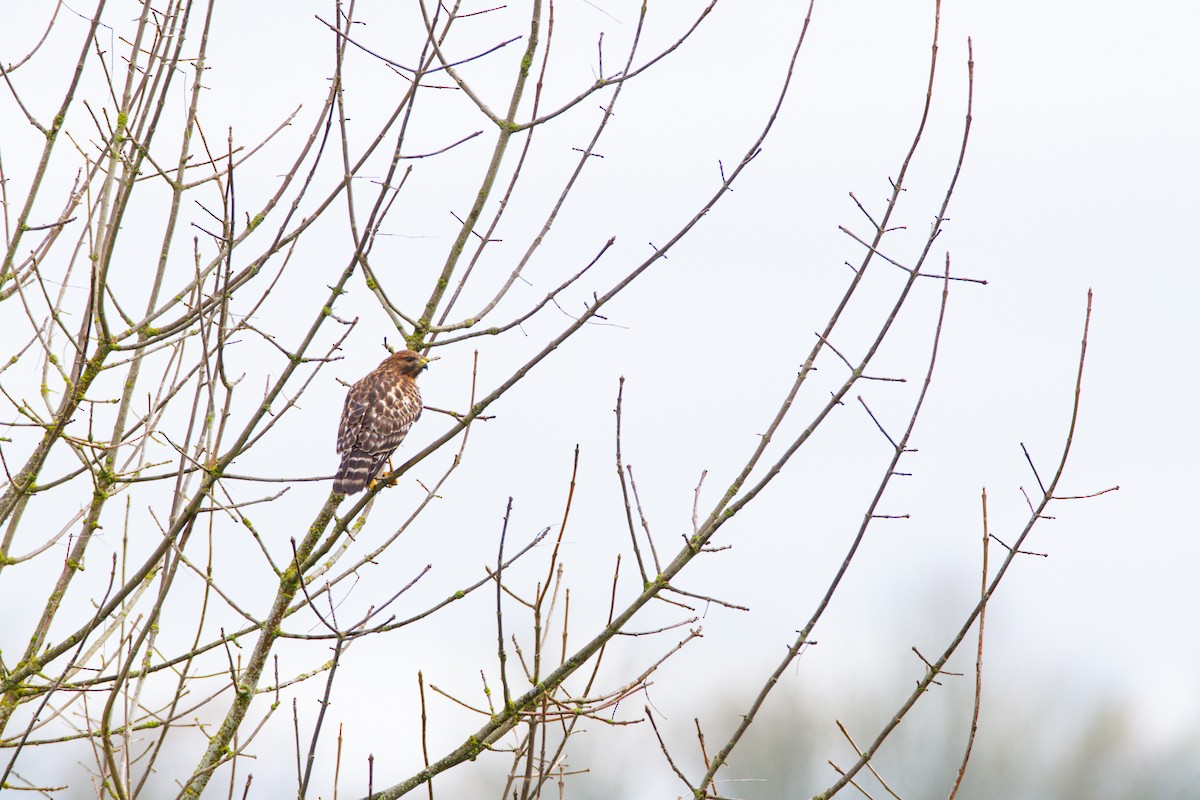 Red-shouldered Hawk - ML552712531