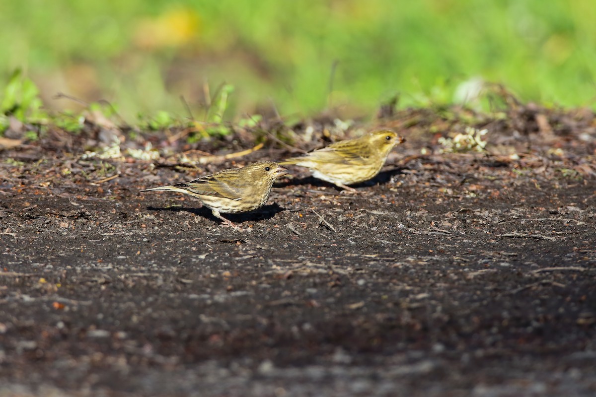 Purple Finch - ML552712571