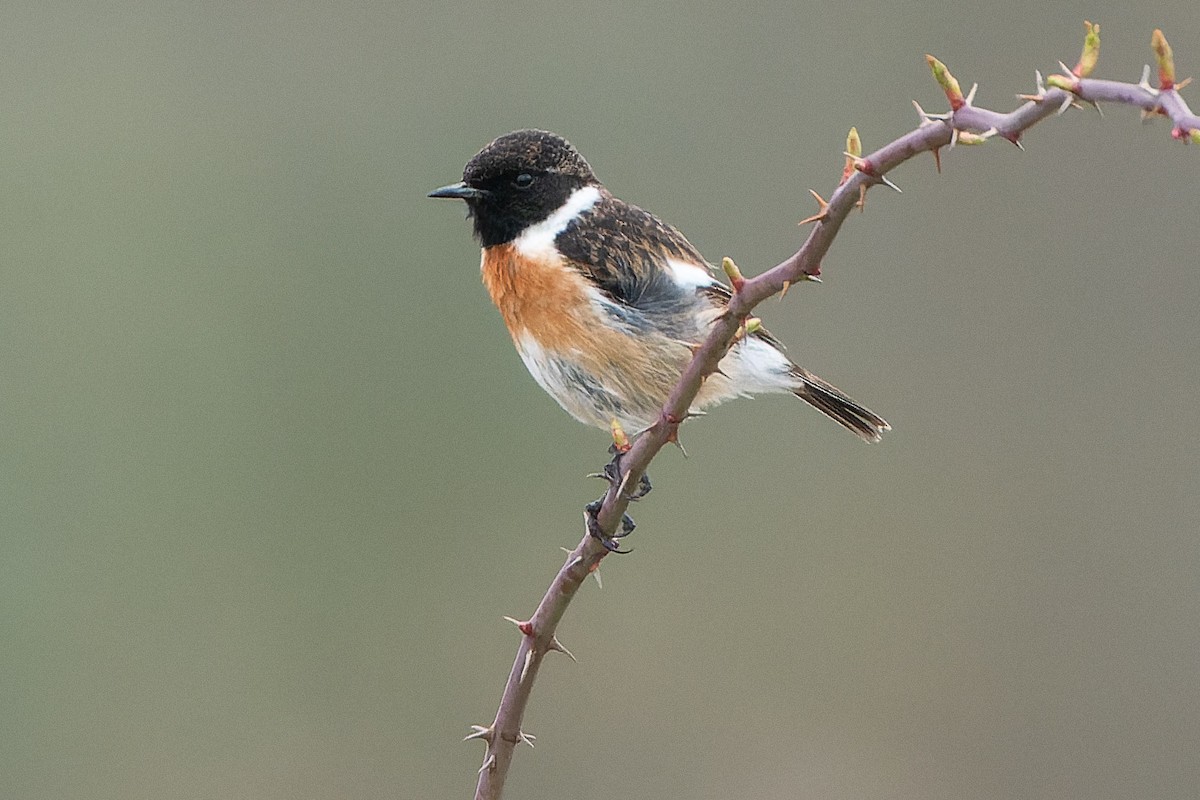 European Stonechat - ML552712581