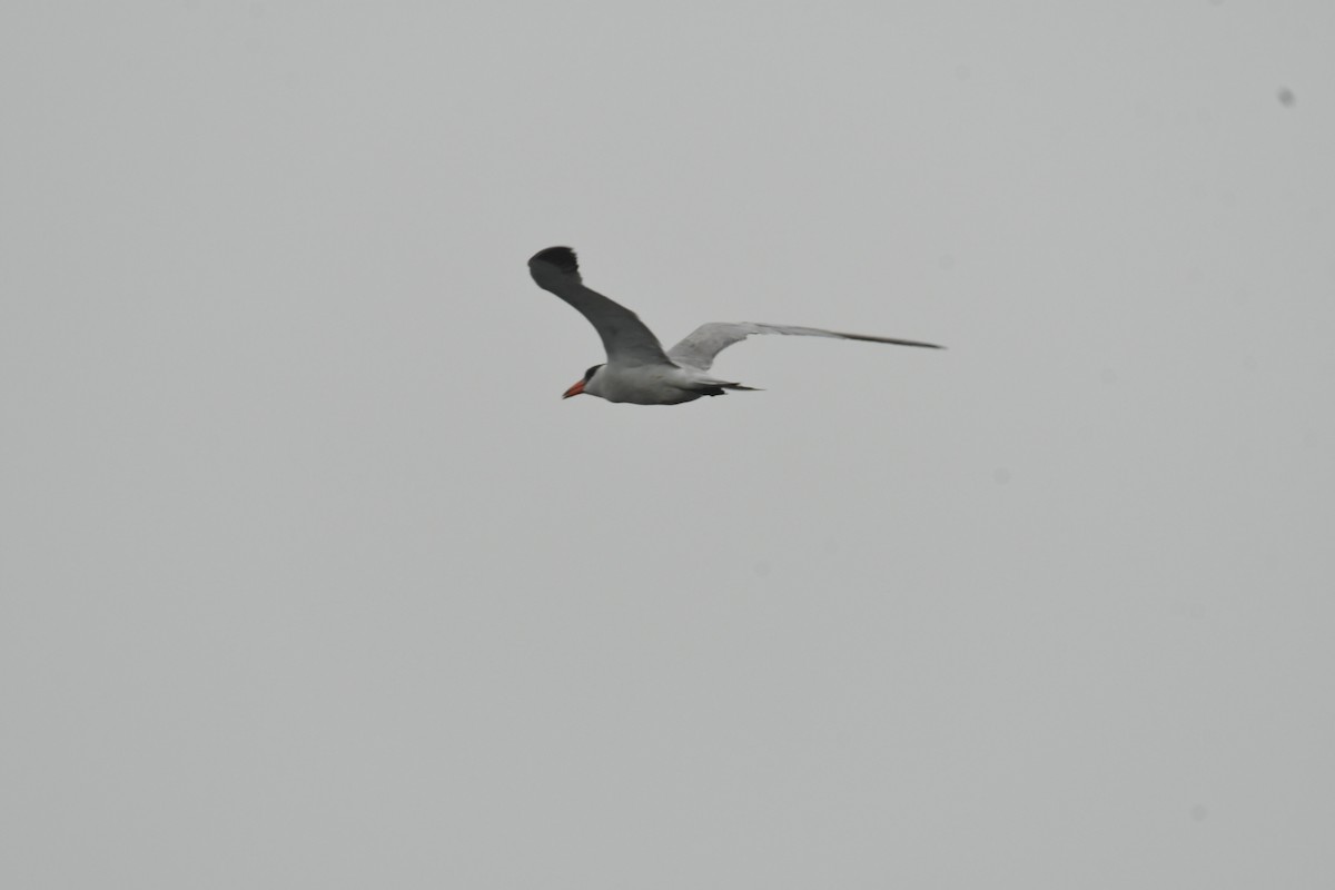 Caspian Tern - Robert Opperman