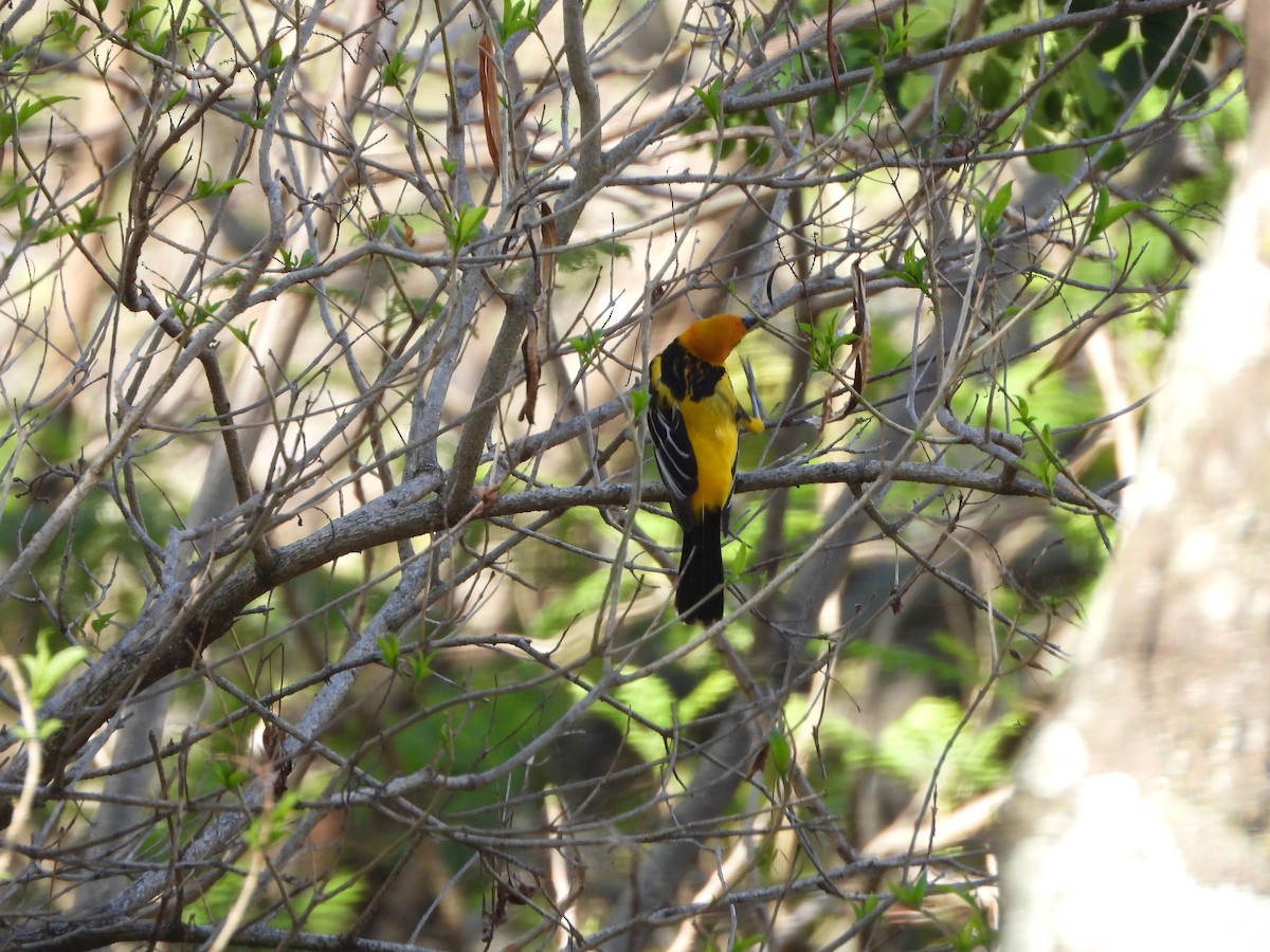 Streak-backed Oriole - ML552713001