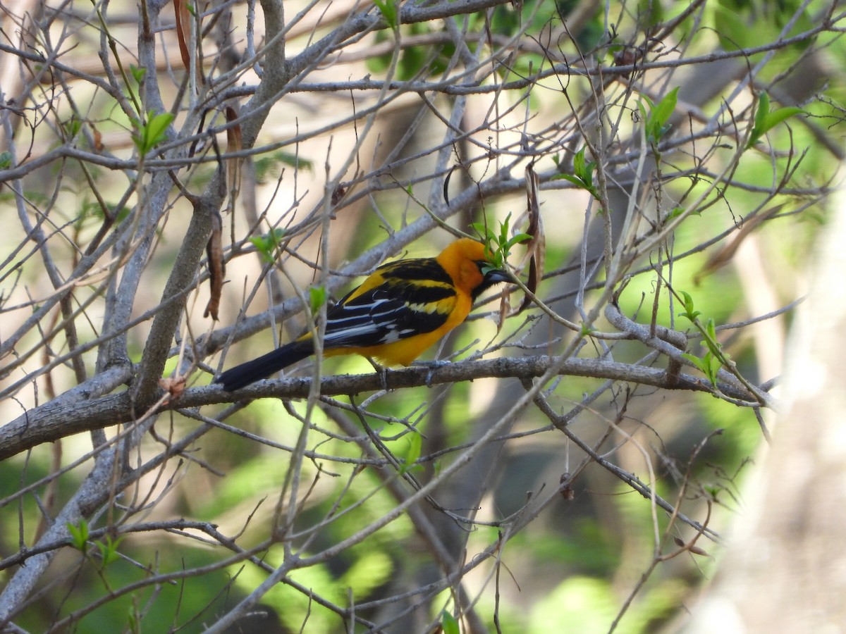 Streak-backed Oriole - ML552713011