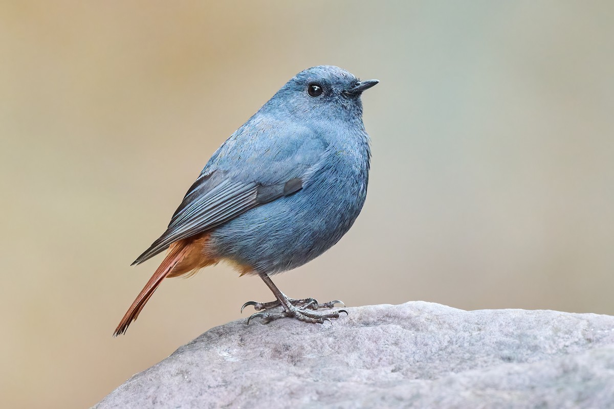 Plumbeous Redstart - Sharif Uddin