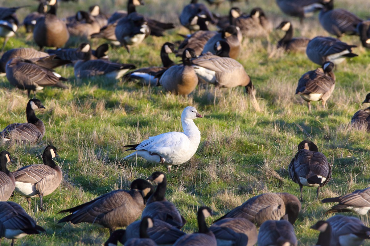 Ross's Goose - ML552716821