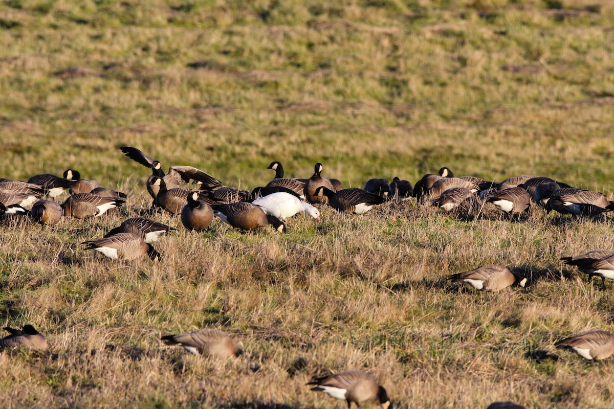 Ross's Goose - ML552716841