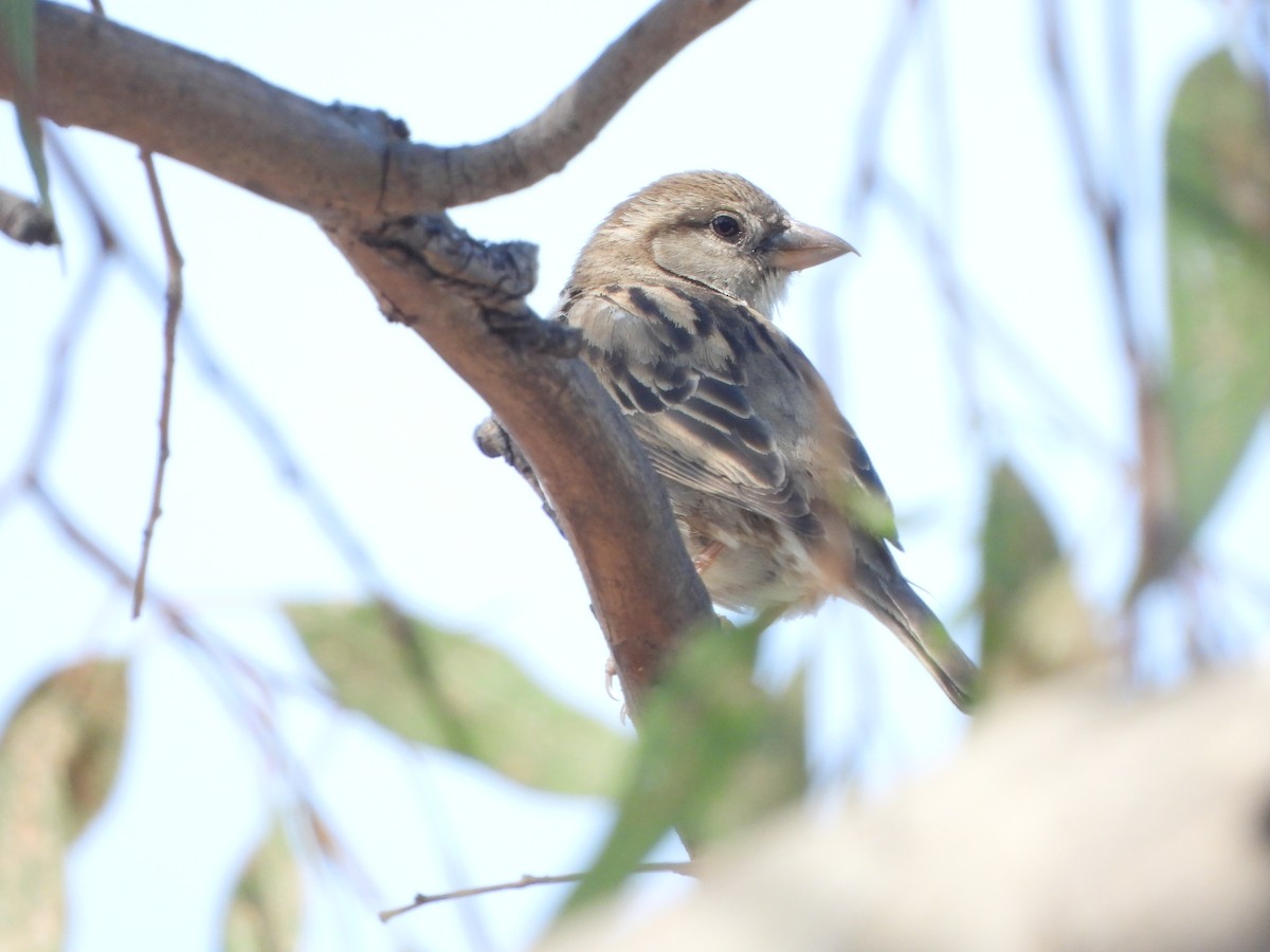 House Sparrow - ML552716981