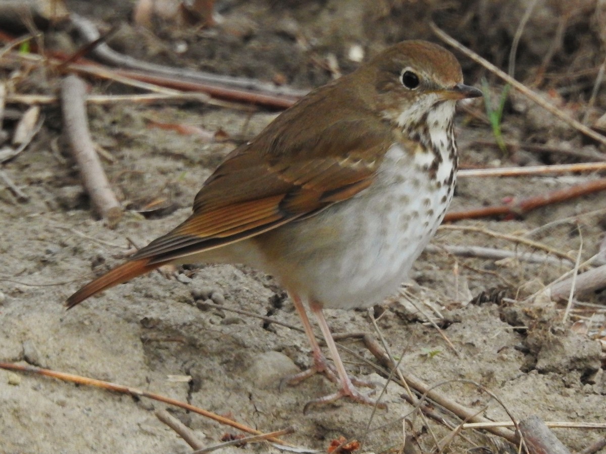 Hermit Thrush - Bonnie Kinder