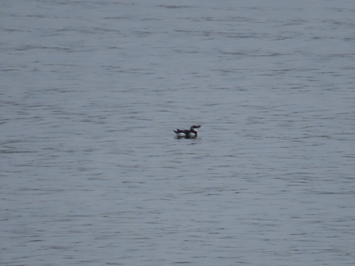 Razorbill - Gustavo Ustariz