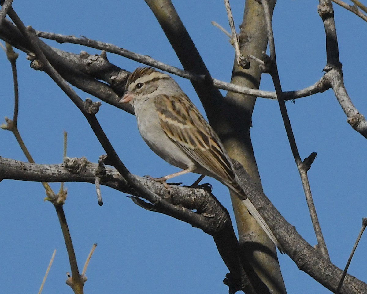 Chipping Sparrow - ML552717711