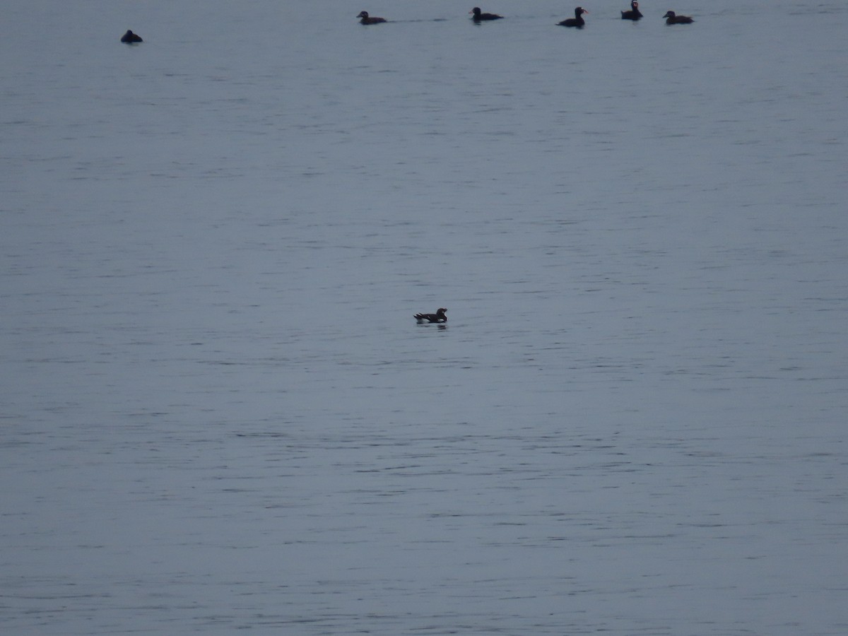 Razorbill - Gustavo Ustariz