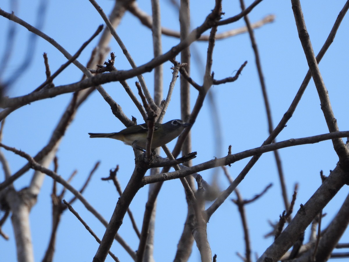 Blue-headed Vireo - ML552717931