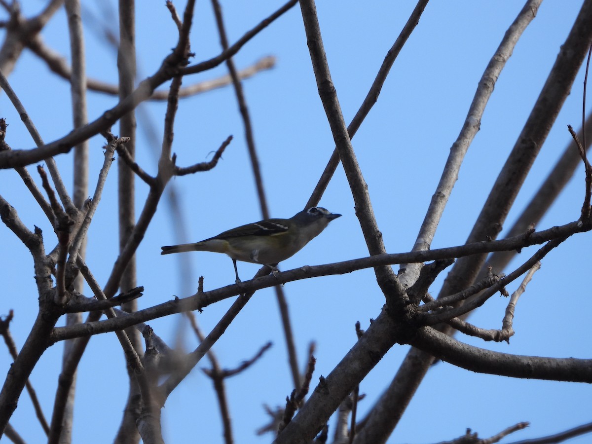 Blue-headed Vireo - ML552717941