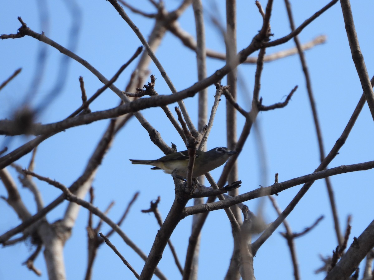 Blue-headed Vireo - ML552717951