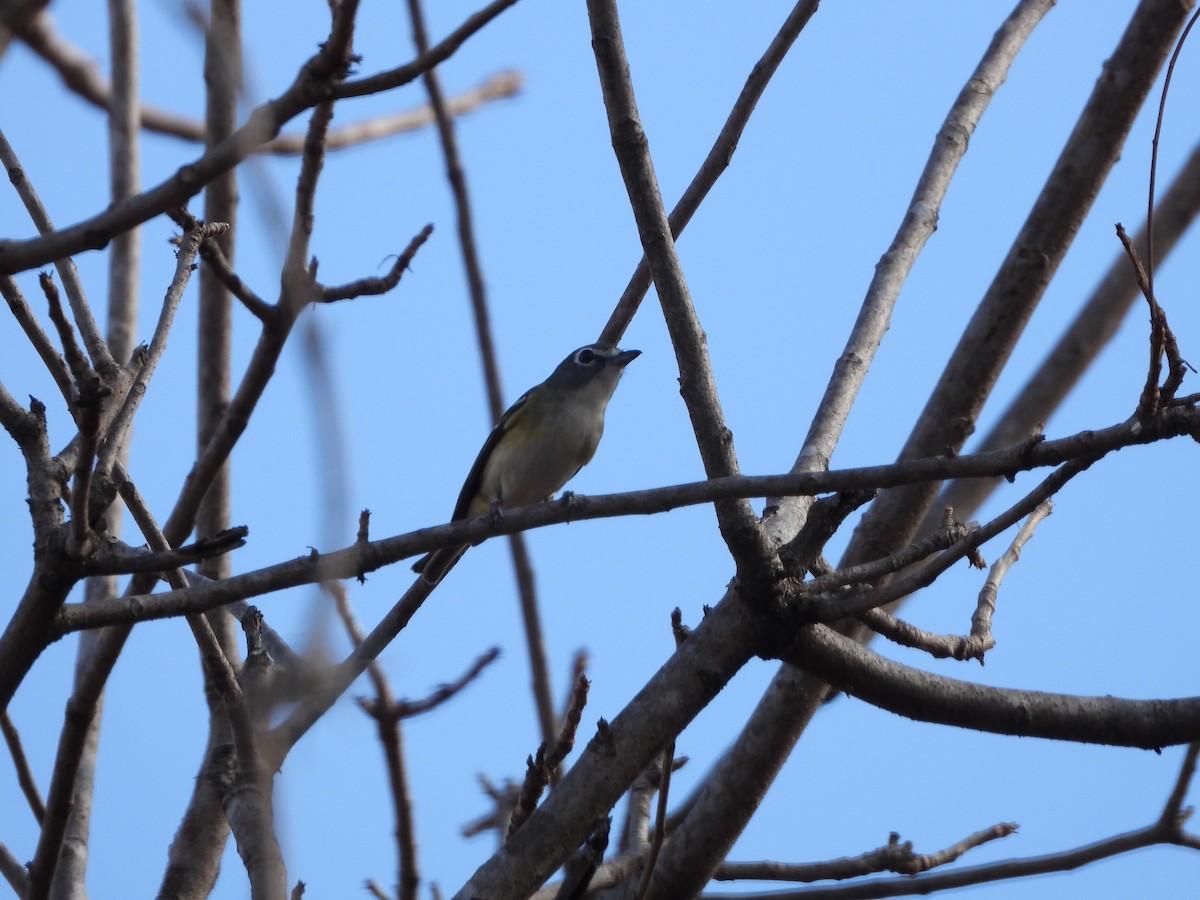 Blue-headed Vireo - Andrea Aguilar