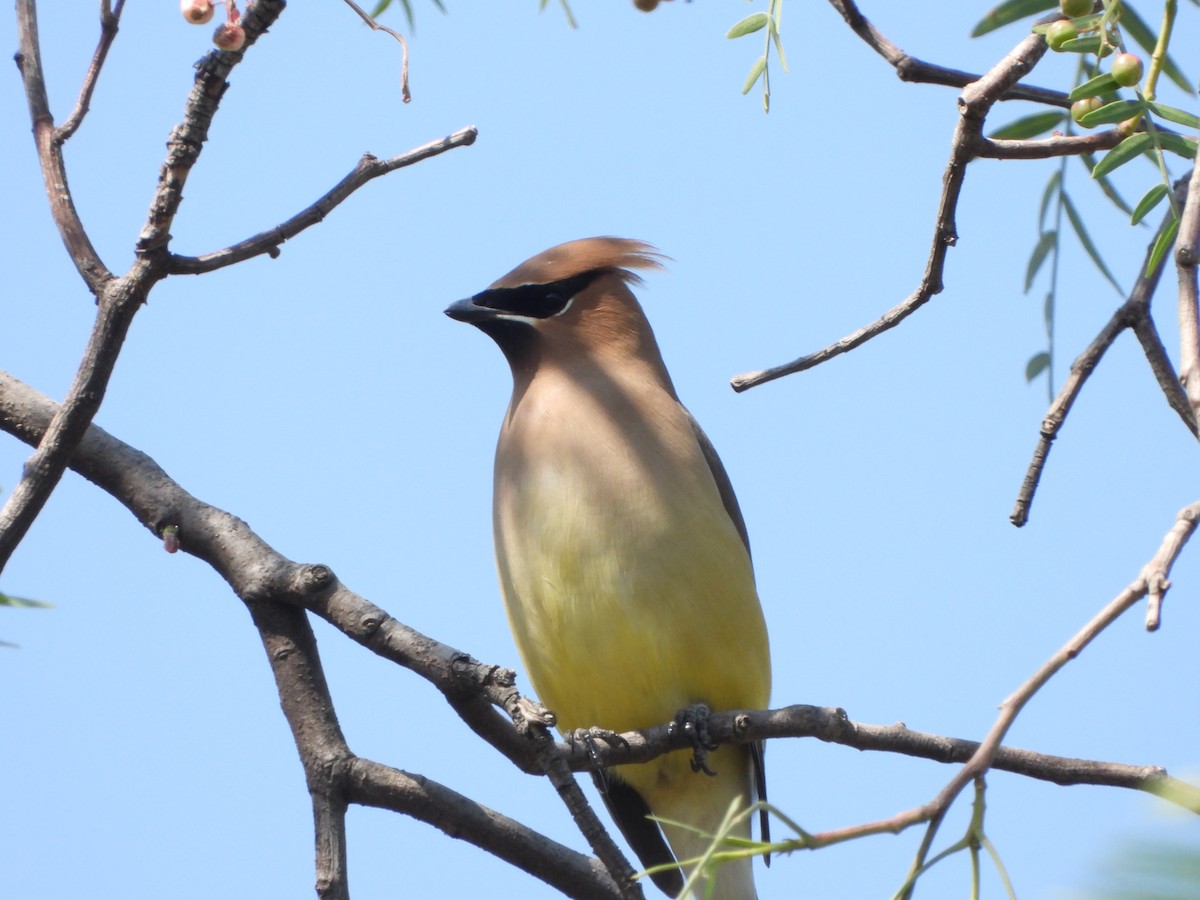 Cedar Waxwing - ML552718041