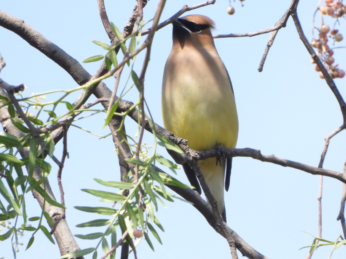 Cedar Waxwing - ML552718051