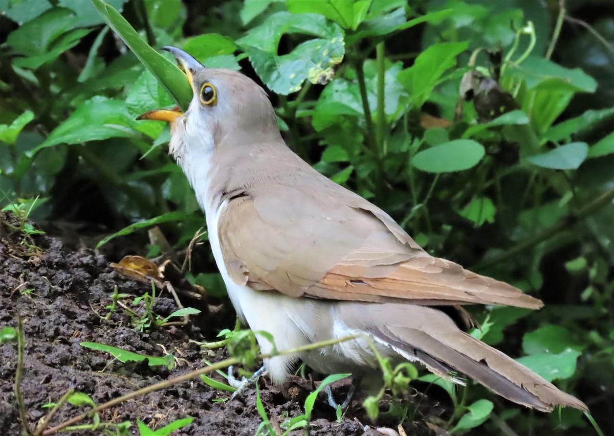 Yellow-billed Cuckoo - ML552718701