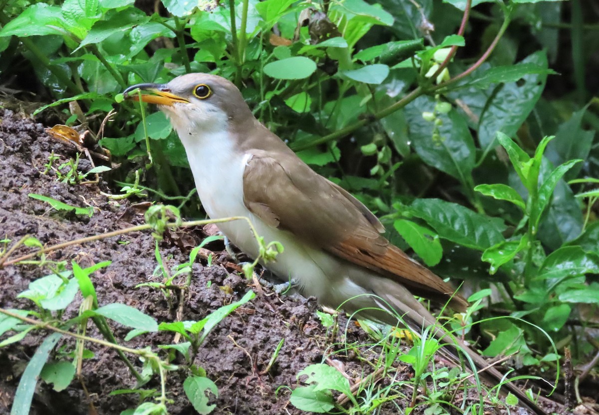 Yellow-billed Cuckoo - ML552719841