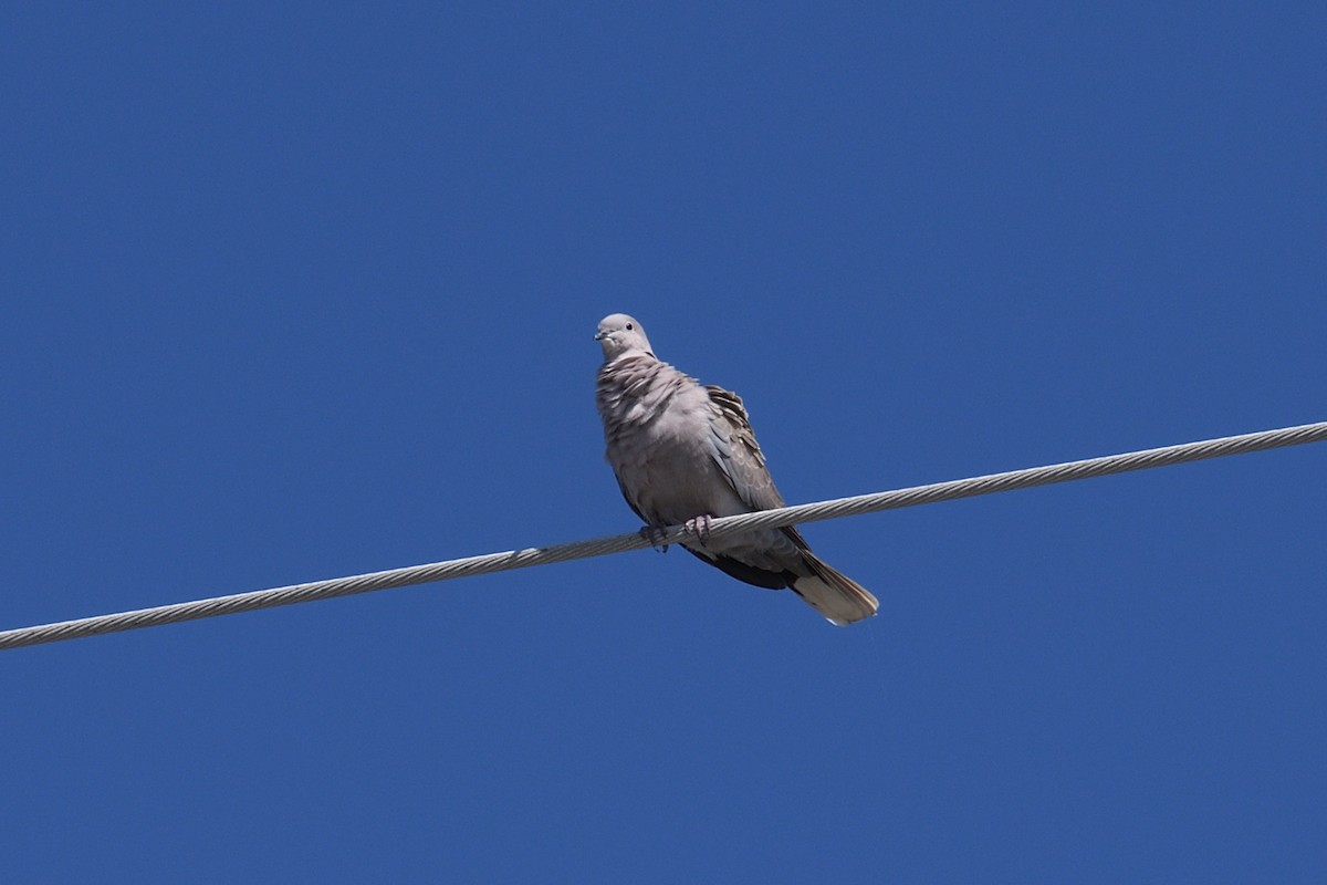 Eurasian Collared-Dove - ML552720031