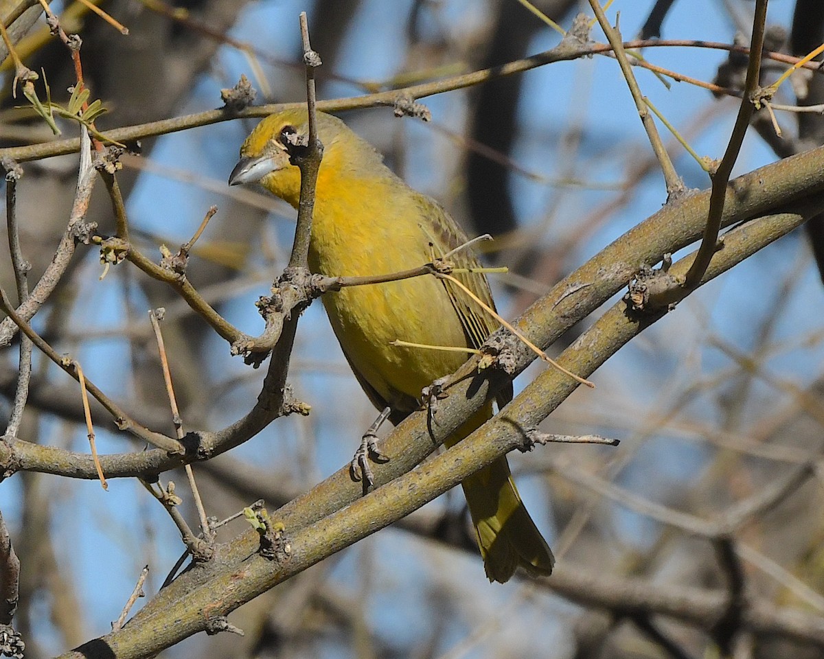Hepatic Tanager - ML552720231