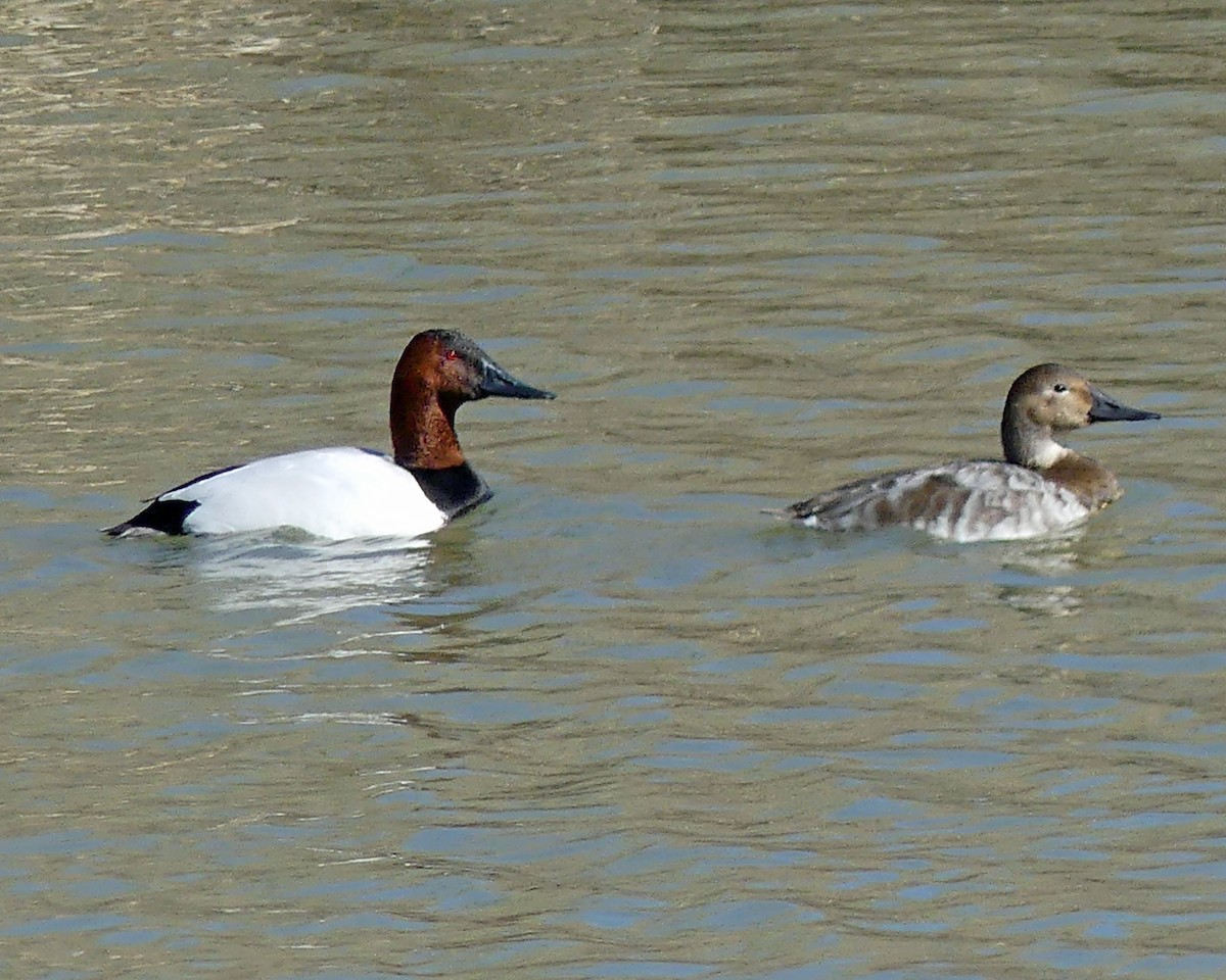 Canvasback - Colleen C