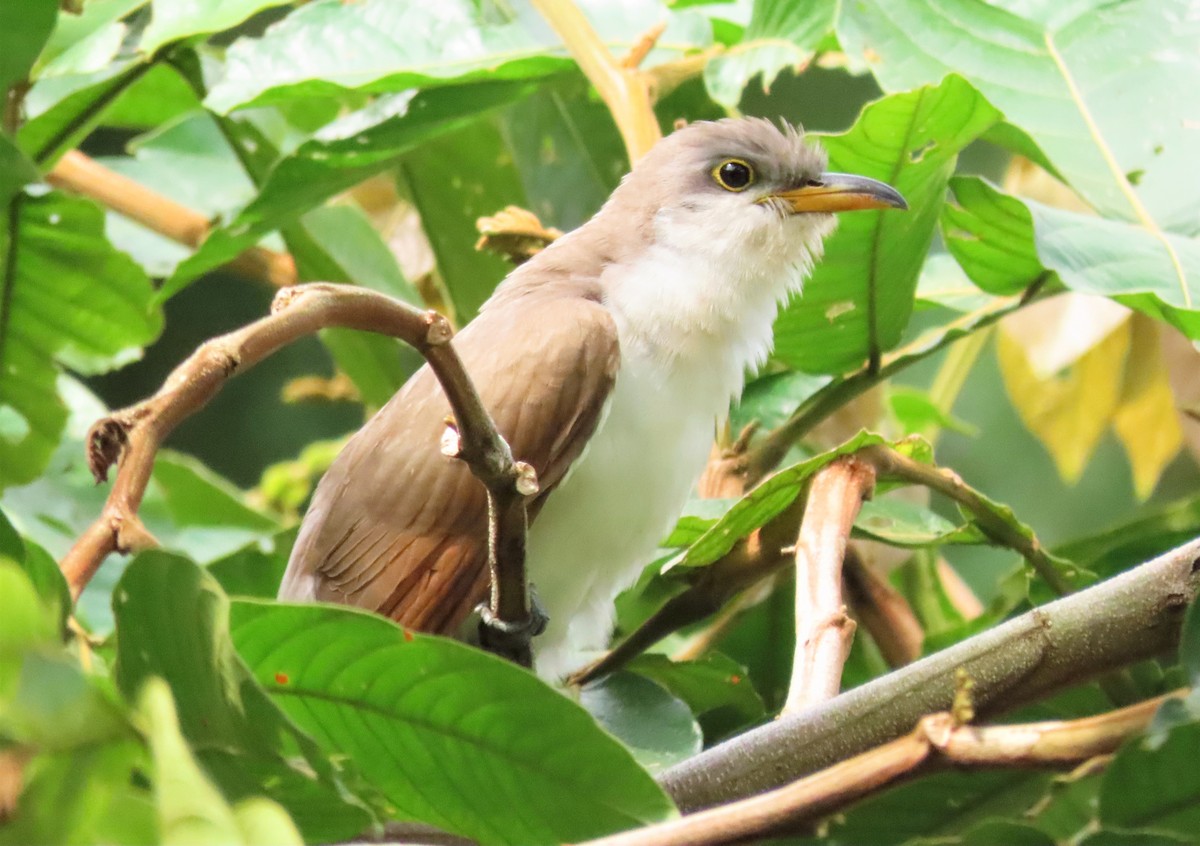 Yellow-billed Cuckoo - ML552720641