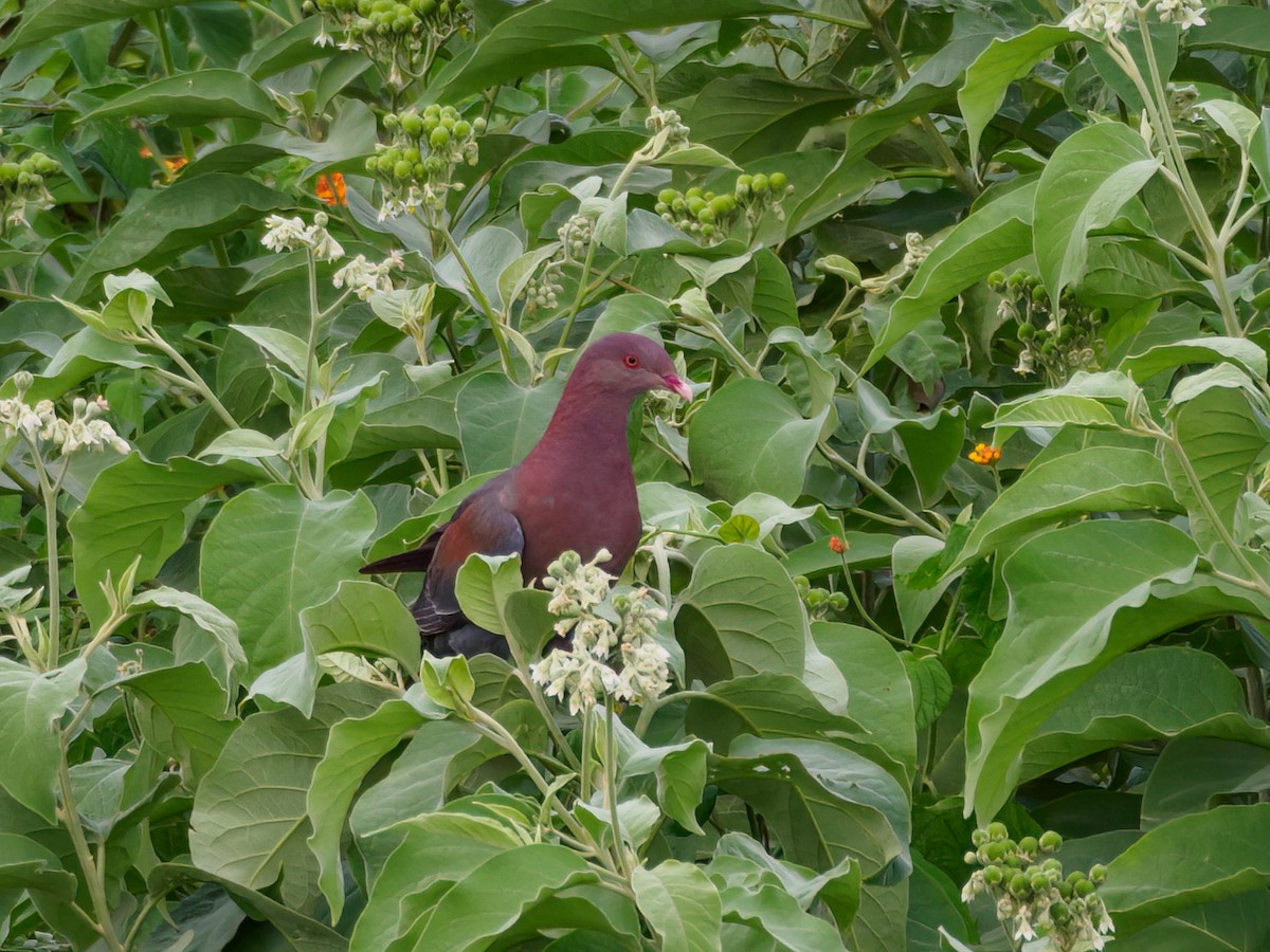 Red-billed Pigeon - Abe Villanueva