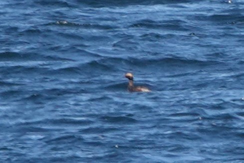 Horned Grebe - Karen Clifford