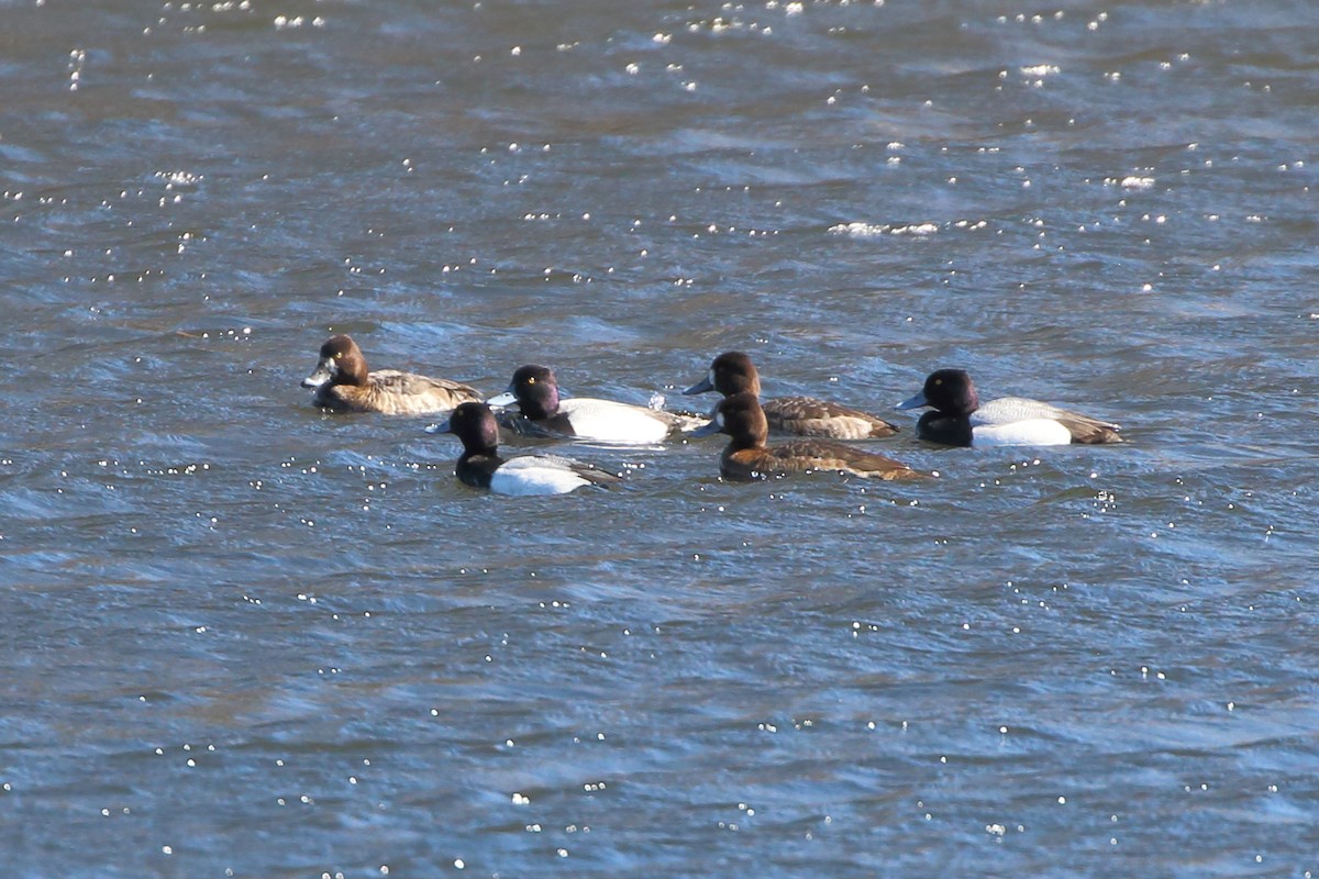 Lesser Scaup - ML552721941