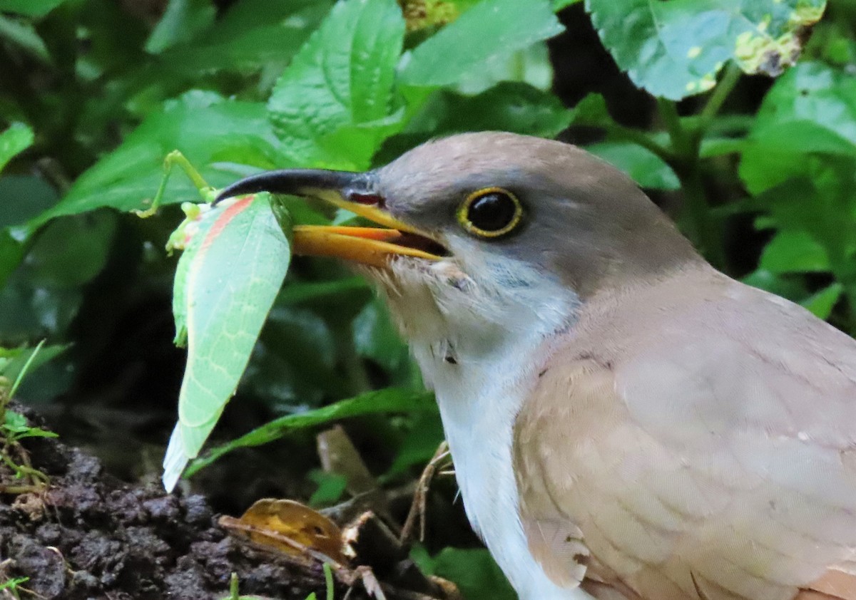 Yellow-billed Cuckoo - ML552721961