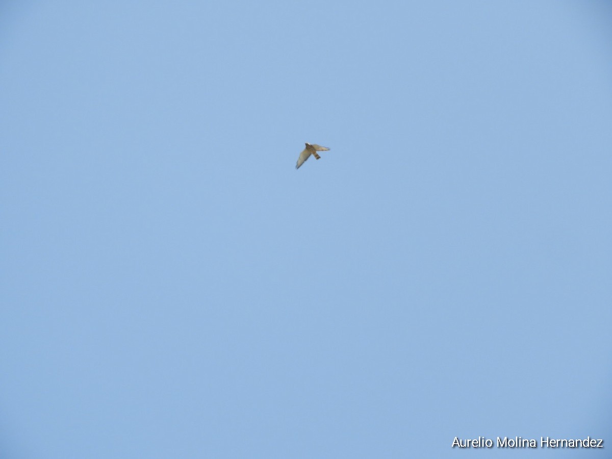 Broad-winged Hawk - ML552722301