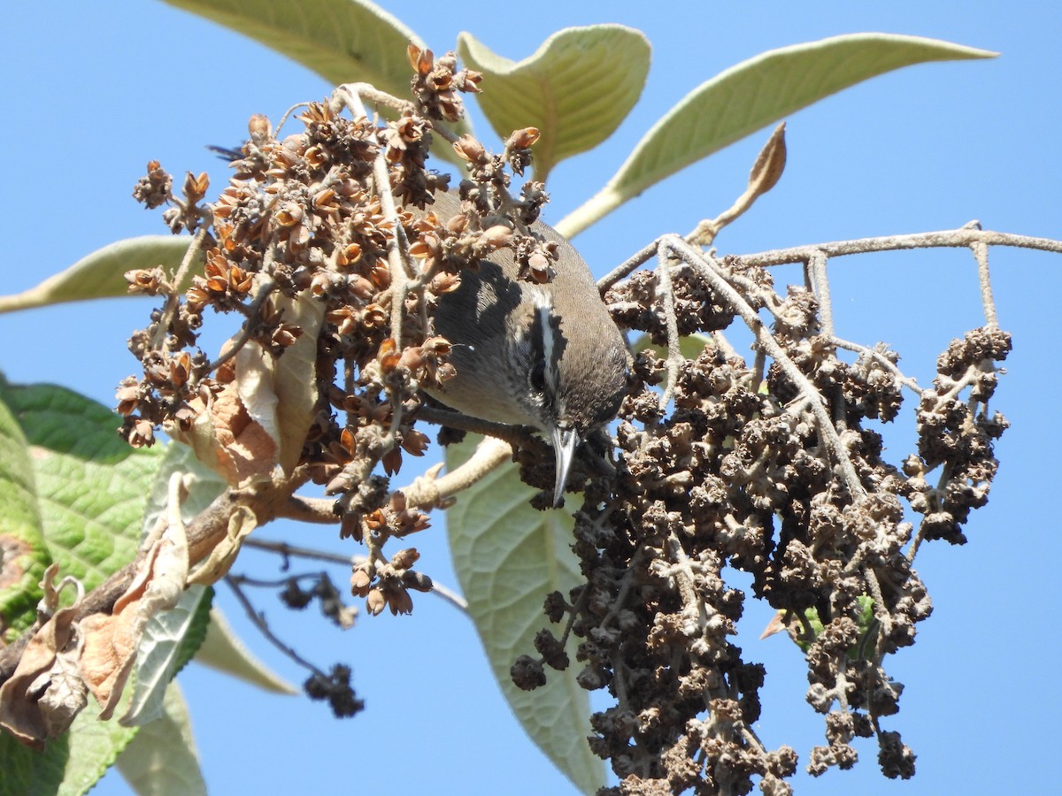 Bewick's Wren - ML552722351