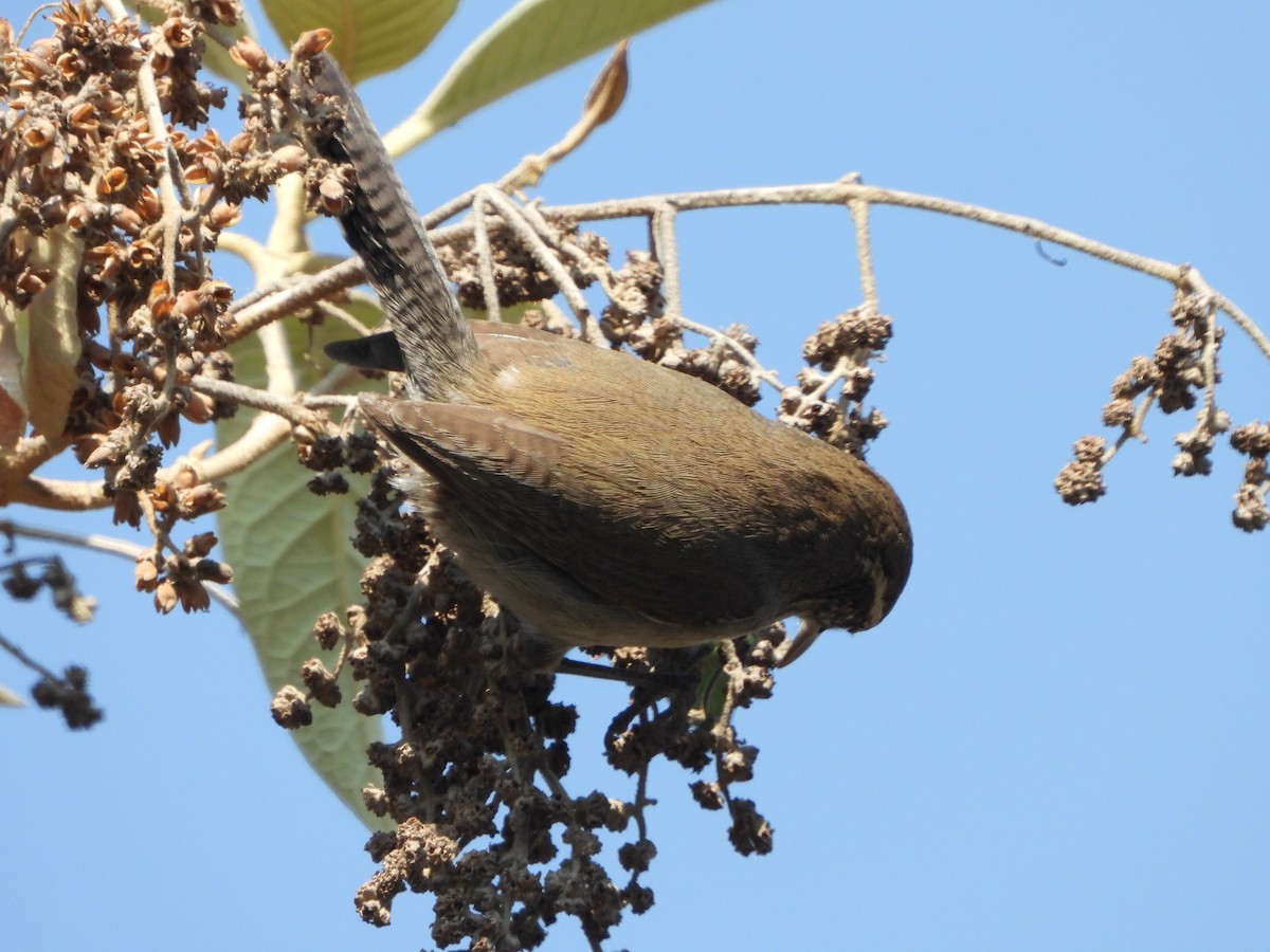 Bewick's Wren - ML552722361