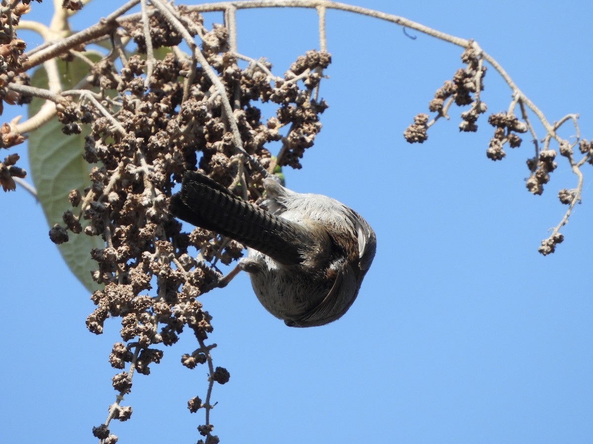 Bewick's Wren - ML552722371