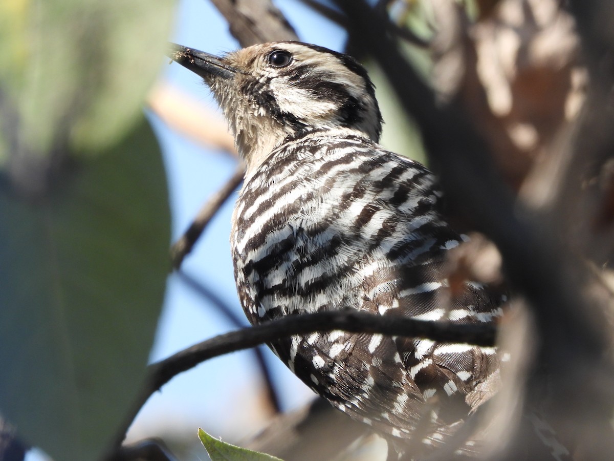 Ladder-backed Woodpecker - ML552722741