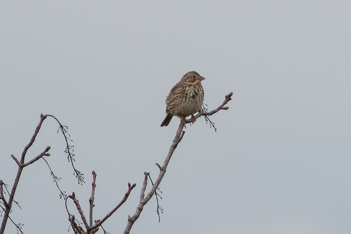 Corn Bunting - ML552722771