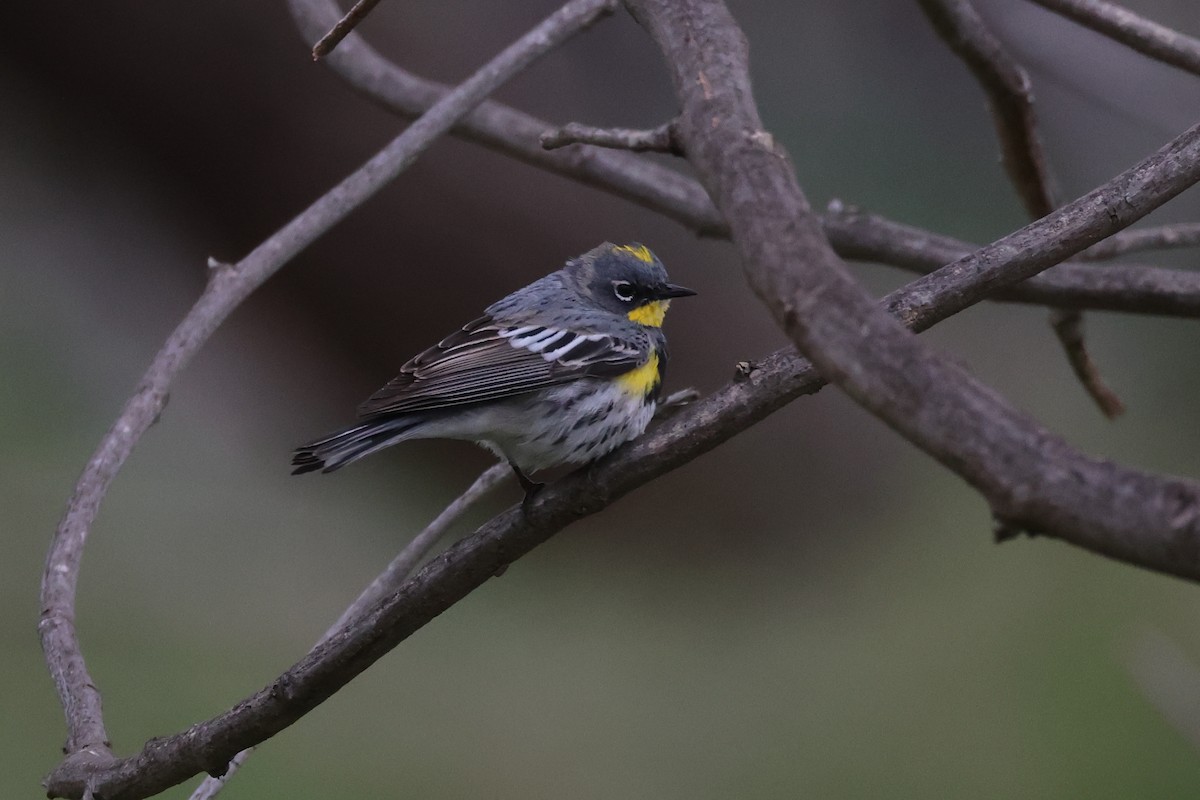 Yellow-rumped Warbler - ML552722901