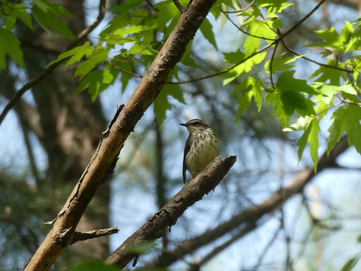 Louisiana Waterthrush - ML552723021