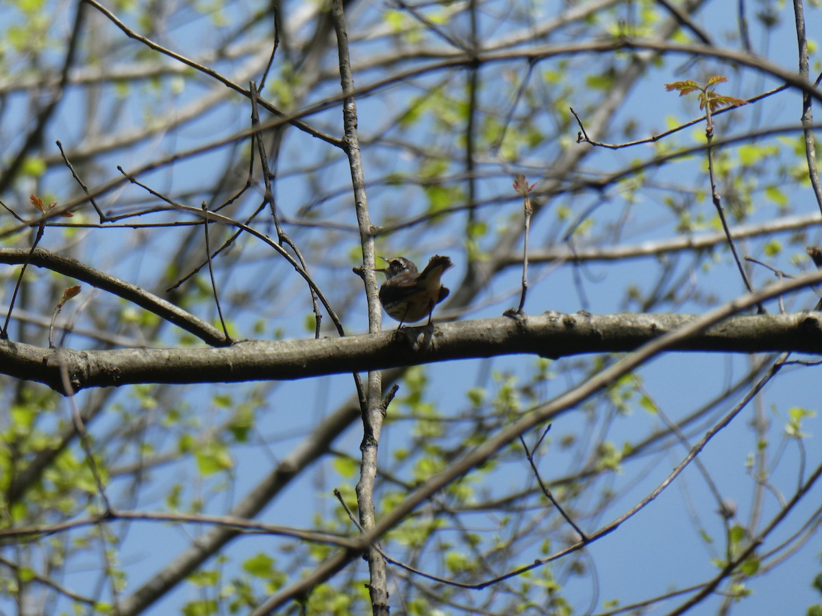 Louisiana Waterthrush - ML552723251