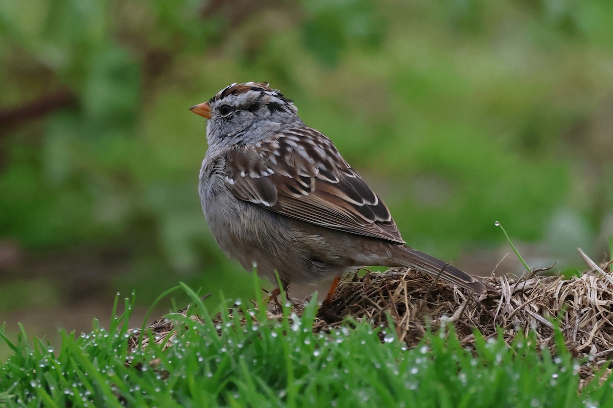 White-crowned Sparrow - ML552723481
