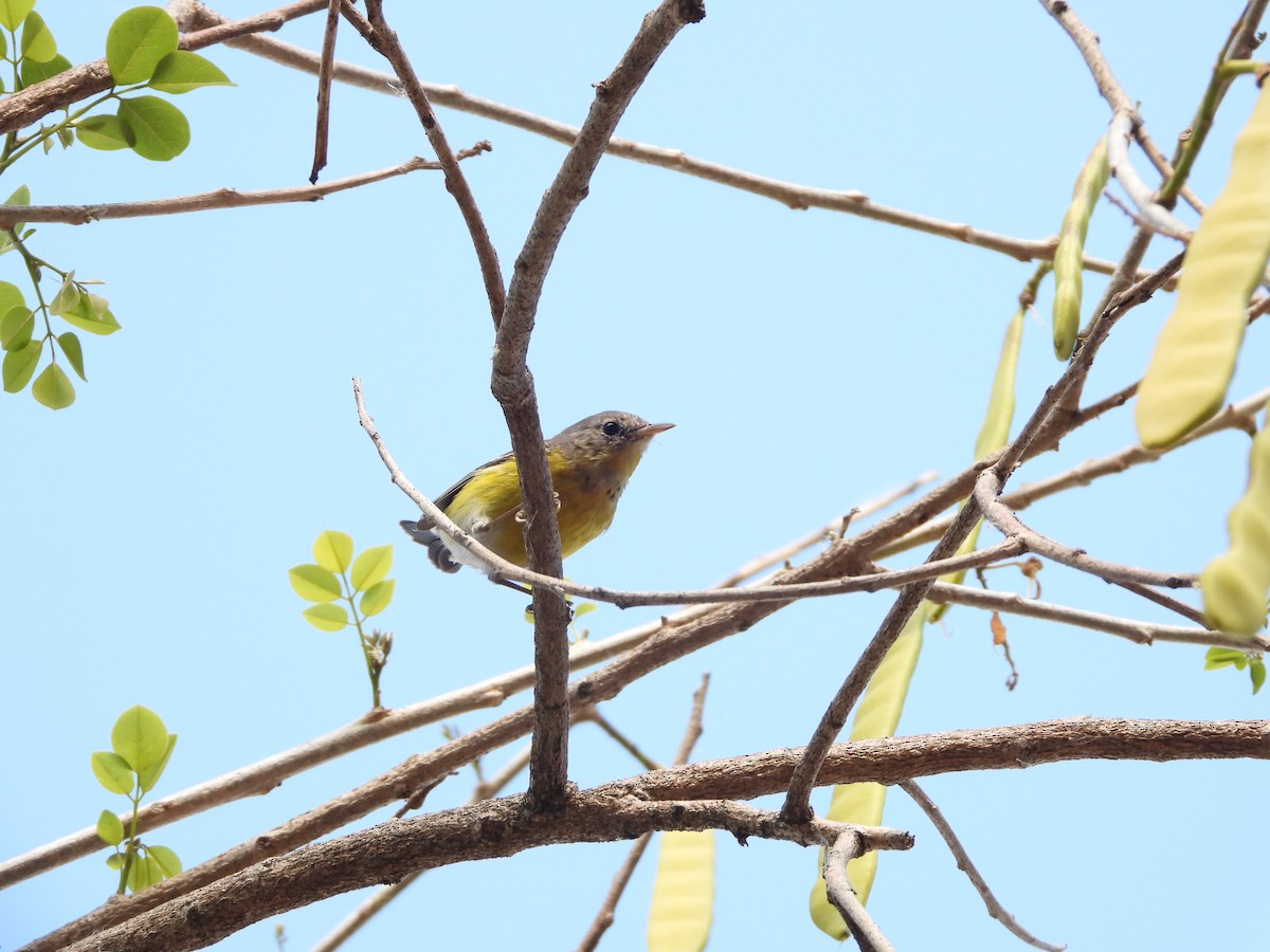 Magnolia Warbler - ML552723761