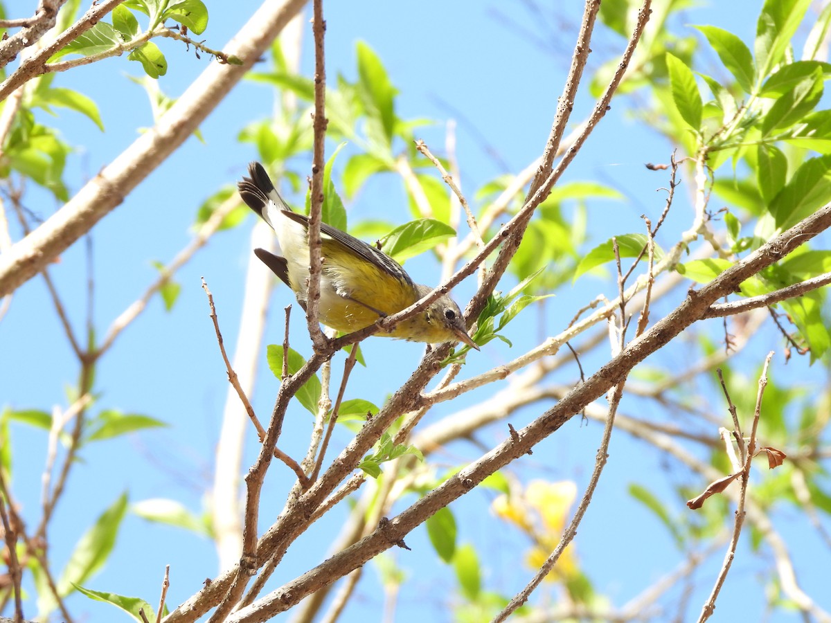 Magnolia Warbler - ML552723781