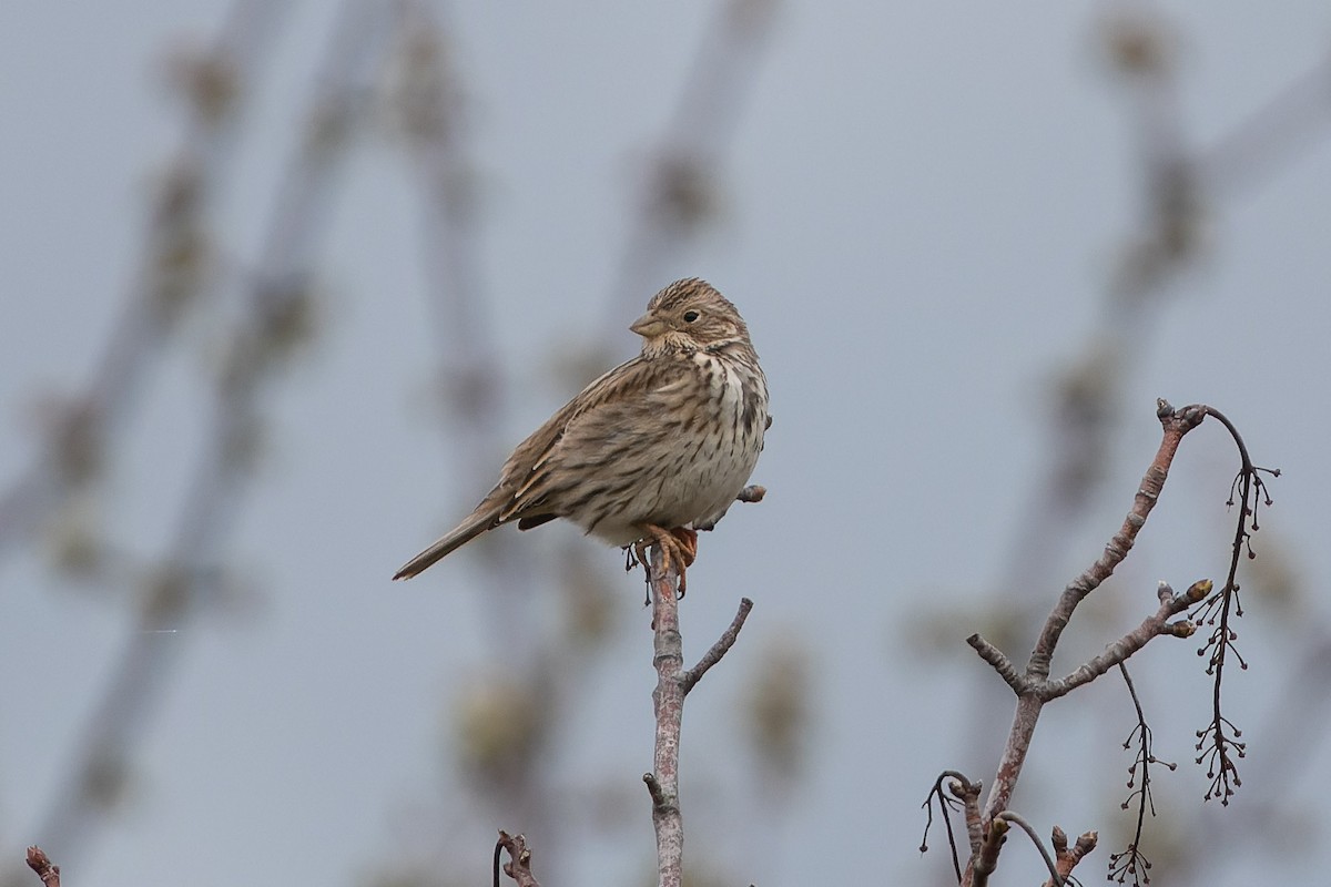 Corn Bunting - ML552723981