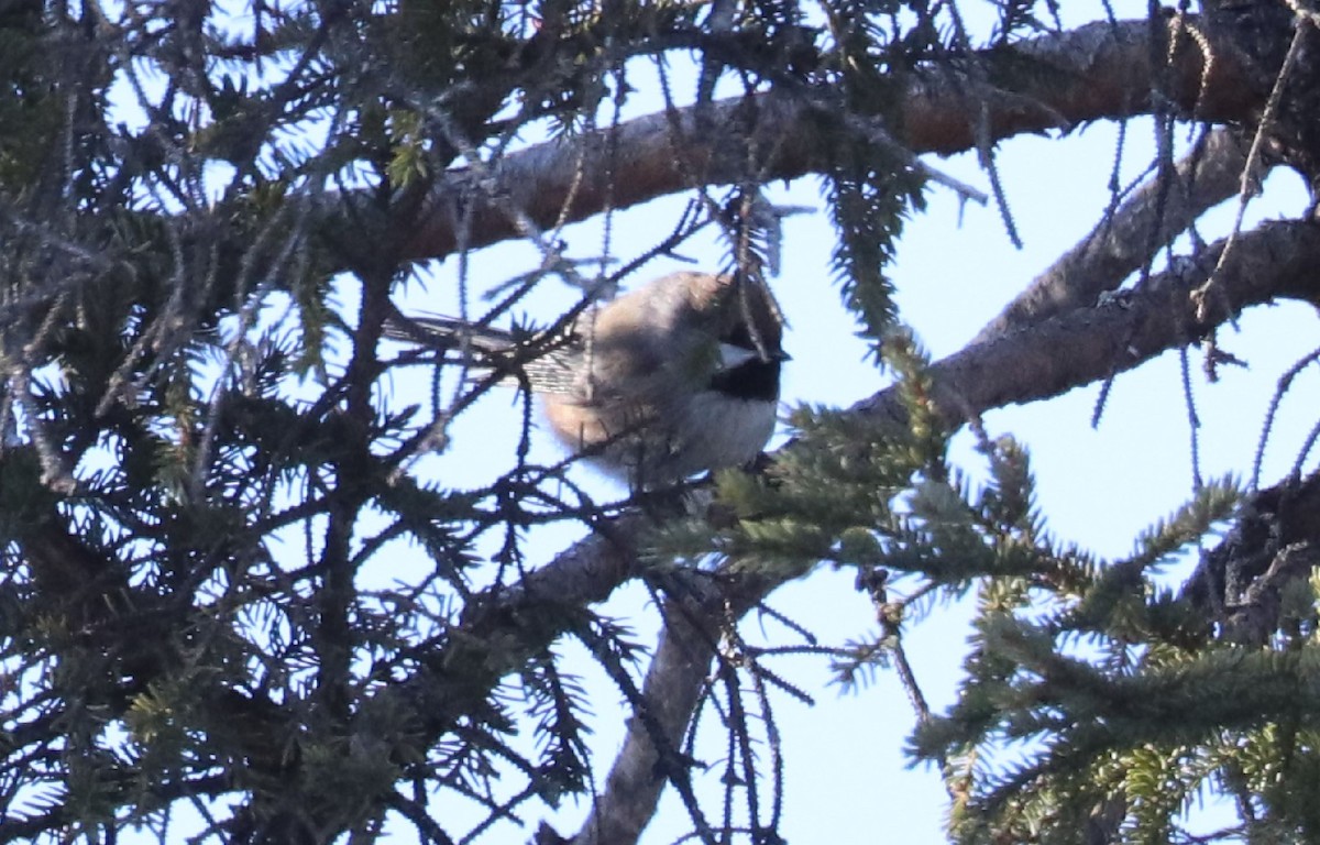 Boreal Chickadee - ML552724771