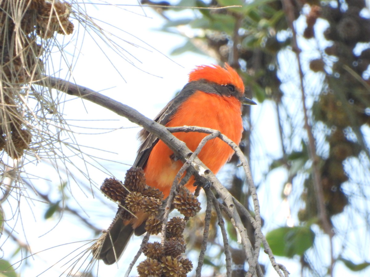 Vermilion Flycatcher - ML552724811