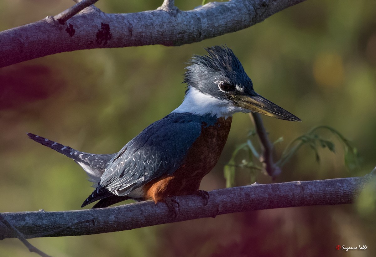 Ringed Kingfisher - Suzanne Labbé