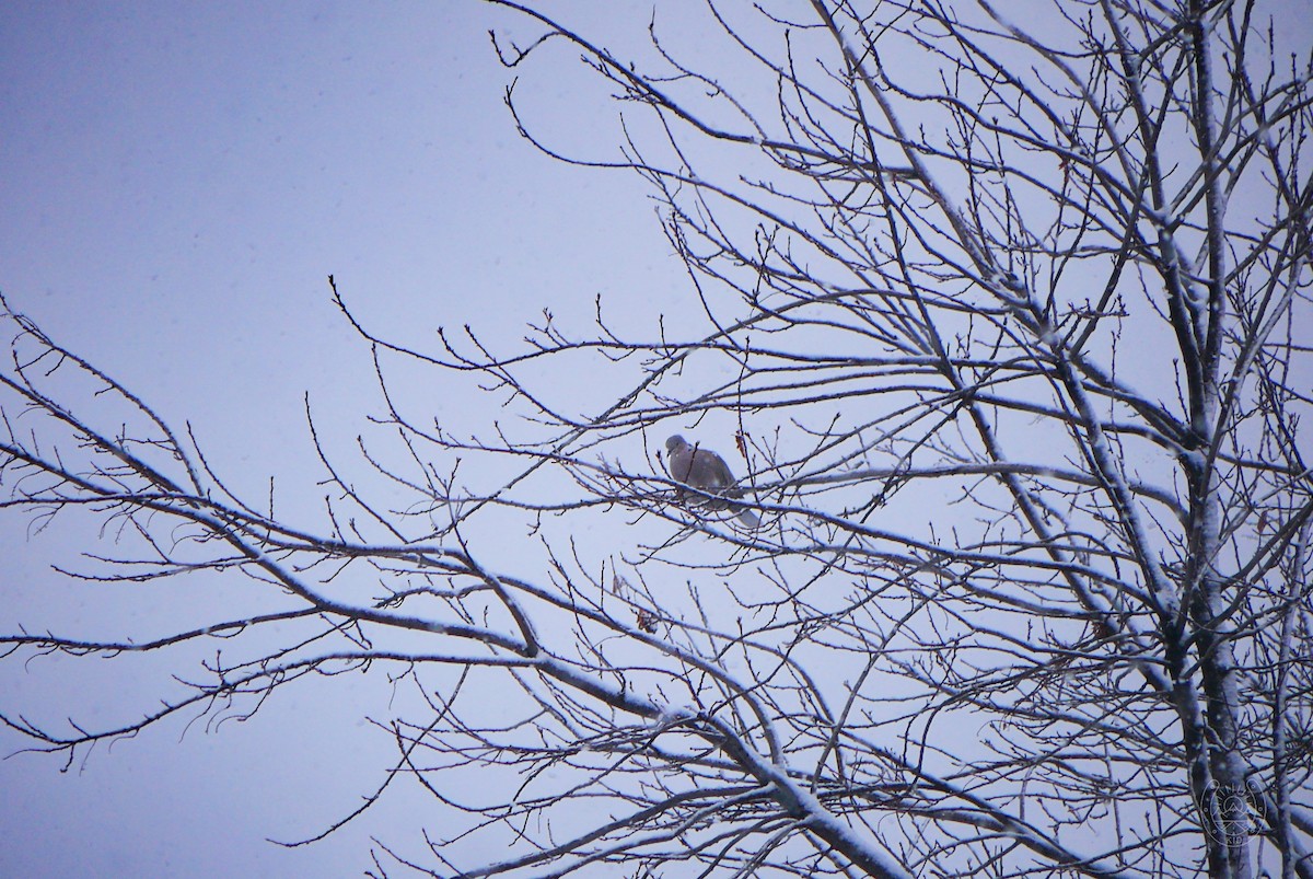 Eurasian Collared-Dove - ML552725201