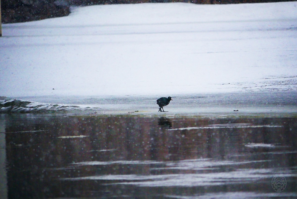 American Coot - ML552725311