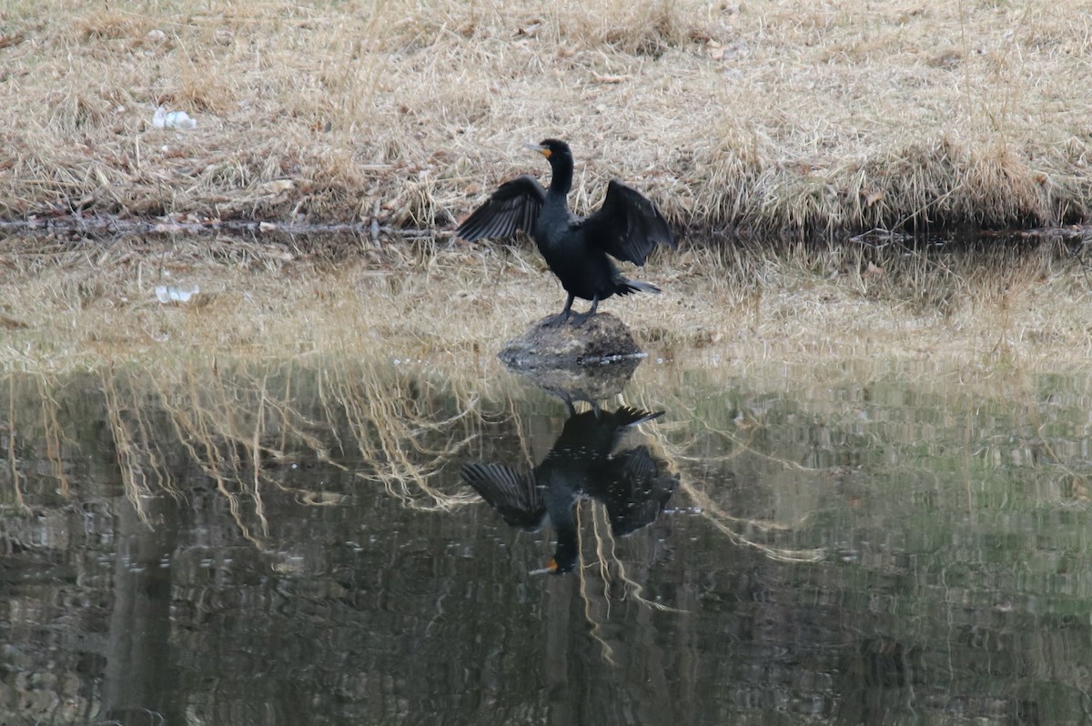 Double-crested Cormorant - ML552725741